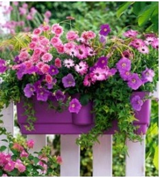 India Desire : Get Flat 83% Off Plant Seeds Just At Rs 49 Only From Flipkart